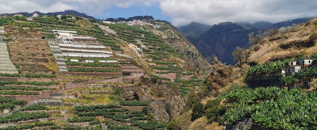 Madeira Bananen