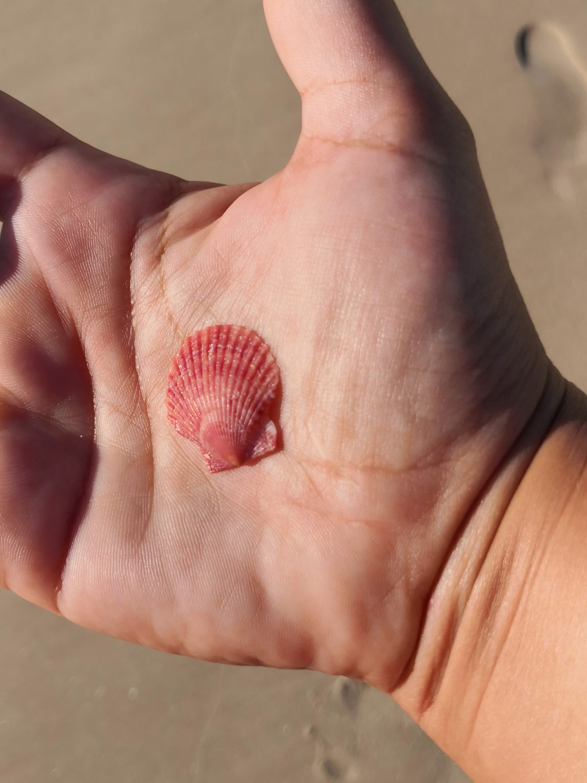 rote Muscheln