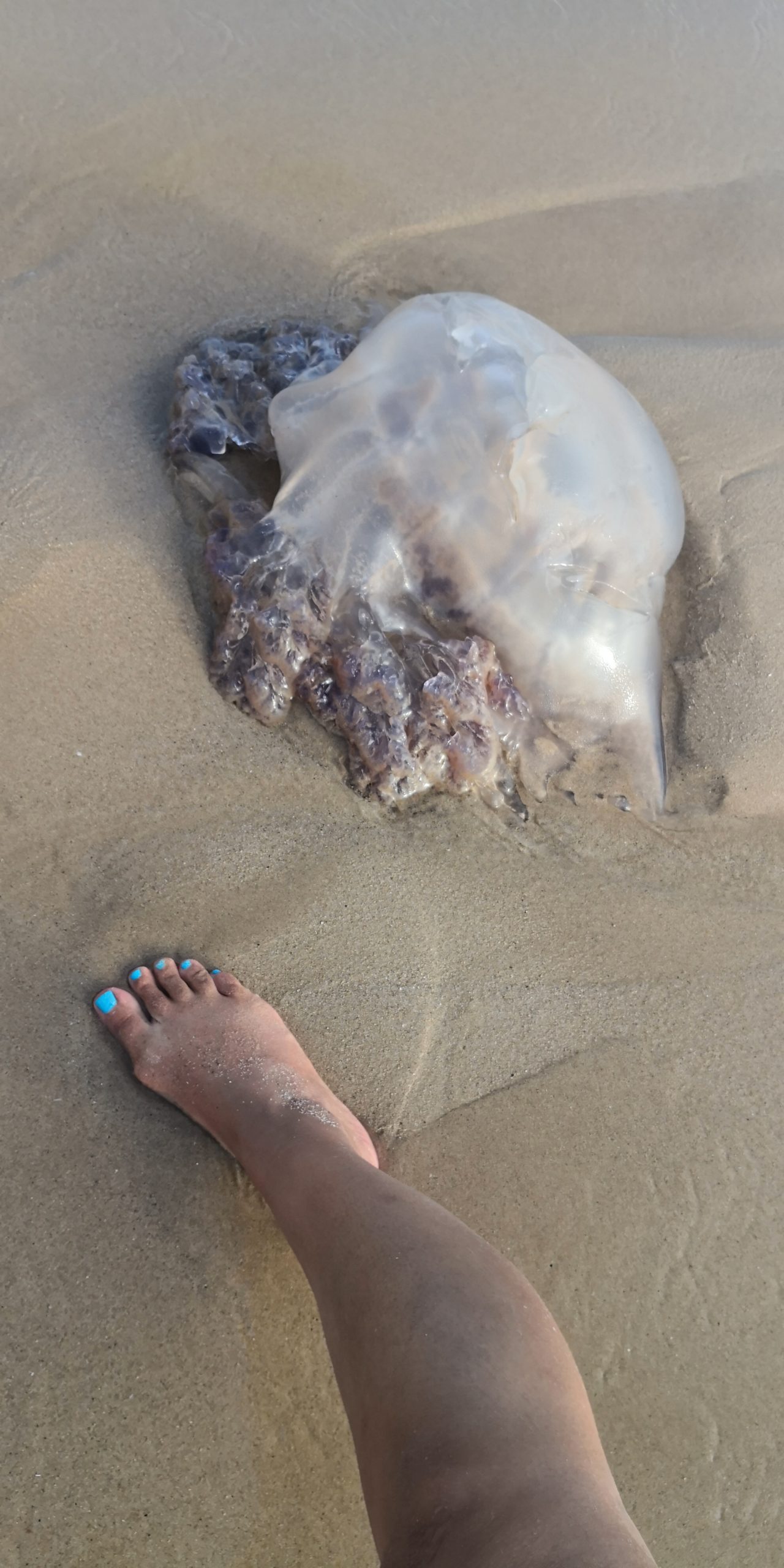 Qualle am Strand